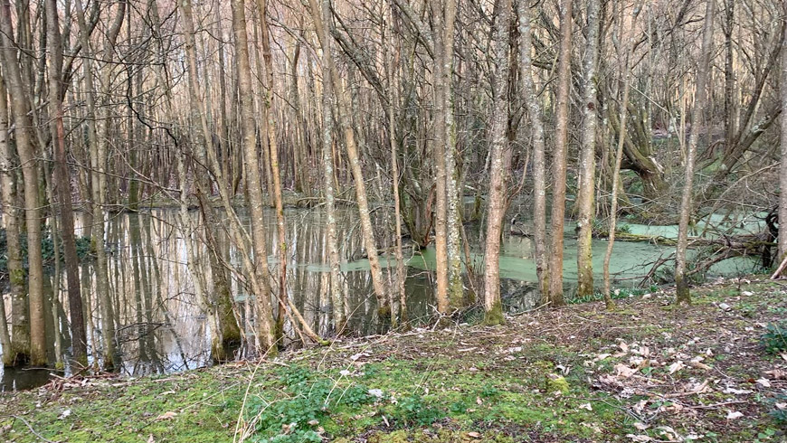 Still from treeline, 2021