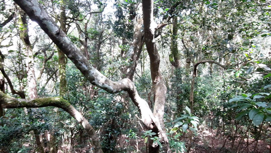 Still from treeline, 2021