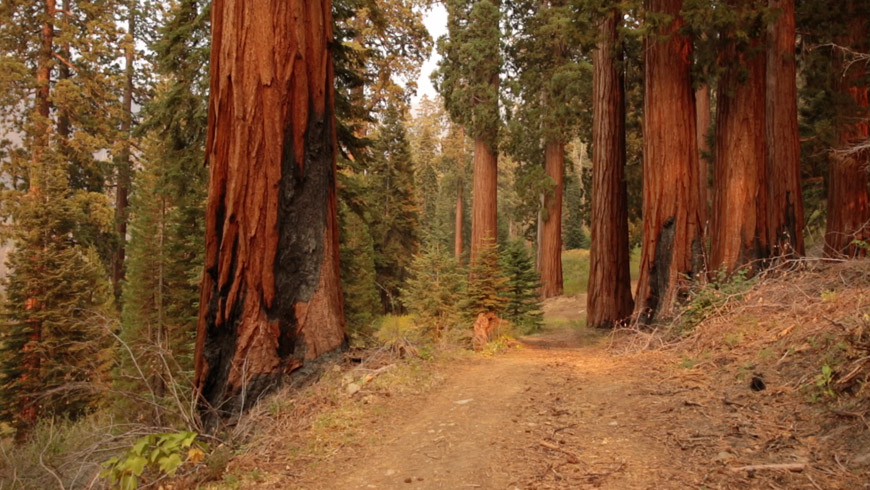 Still from treeline, 2021