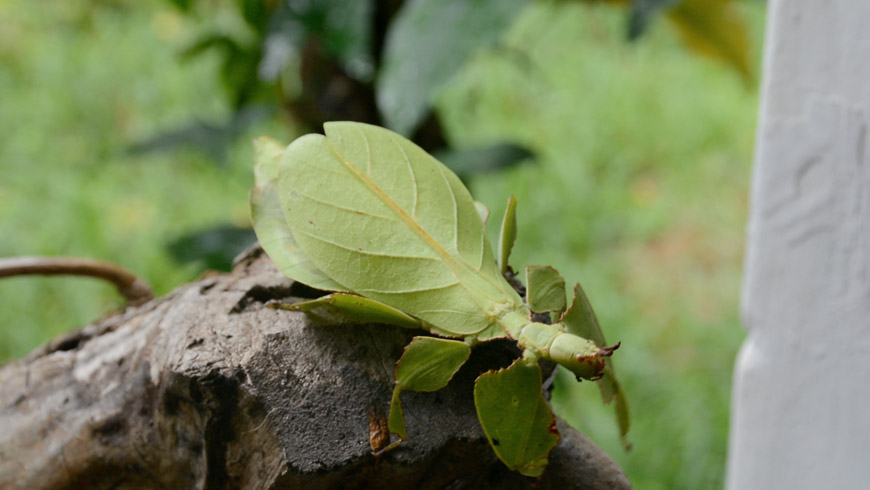 Still from treeline, 2021