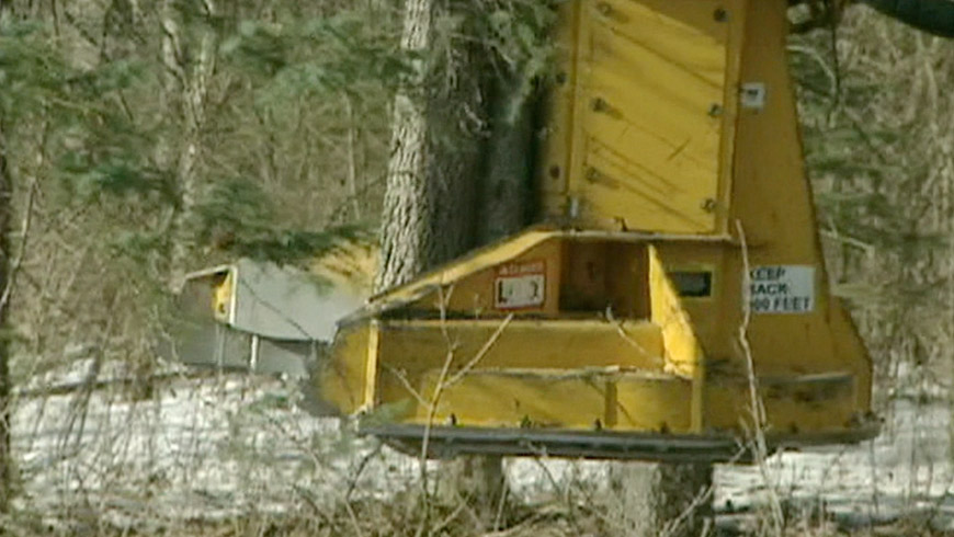 Still from treeline, 2021