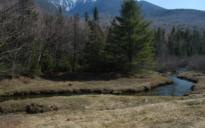 <em>Reflections on Treeline</em> thumbnail