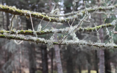 <em>Beyond the Trees</em> thumbnail